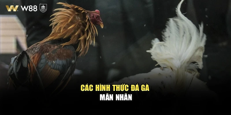 Các hình thức đá gà mãn nhãn
