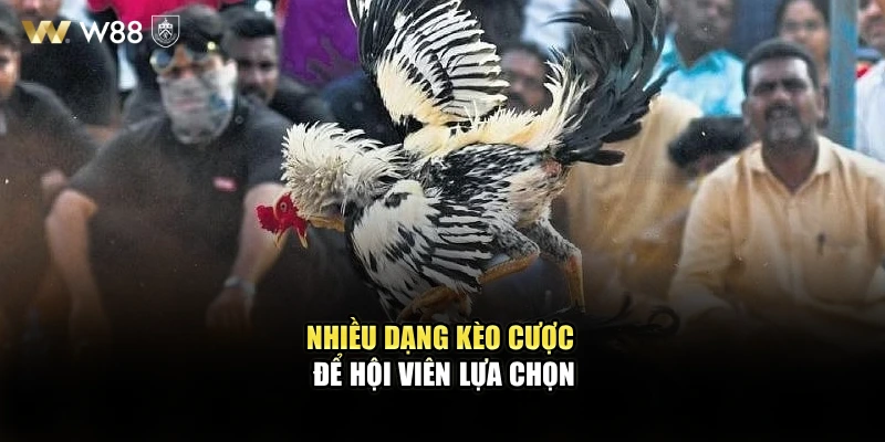Nhiều dạng kèo cược để hội viên lựa chọn