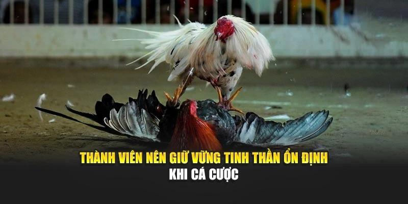Thành viên nên giữ vững tinh thần ổn định khi cá cược