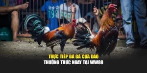 Trực Tiếp Đá Gà Cựa Dao - Thưởng Thức Ngay Tại WW88